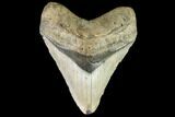 Fossil Megalodon Tooth - North Carolina #109810-1